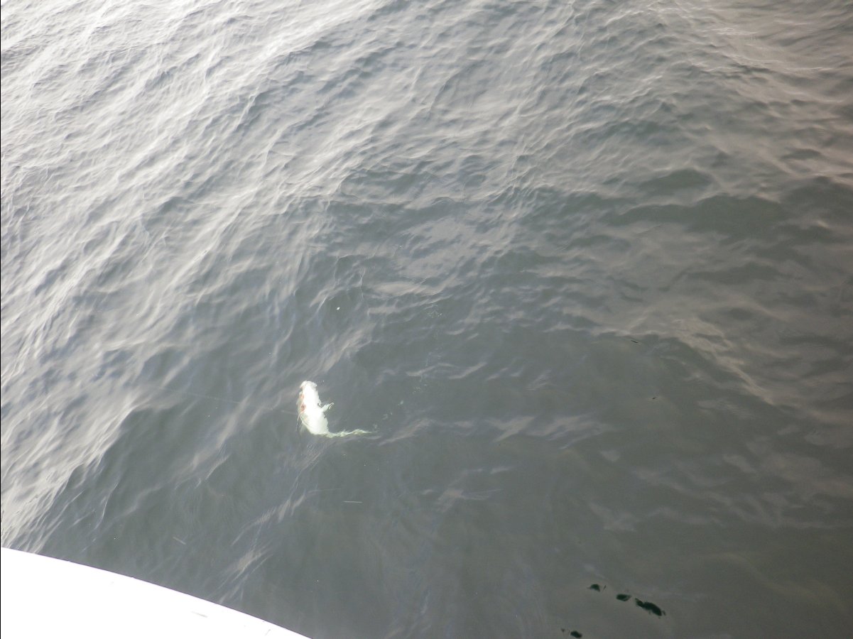 Cod Fishing38